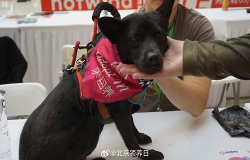 这场争议涉及到一位名叫贤的老人而蔡淑臻则是其中的关键人物之一